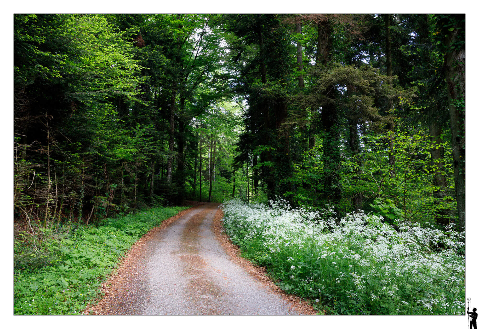 Chemin près de Baumes dans le canton de Vaud. Printemps 2022